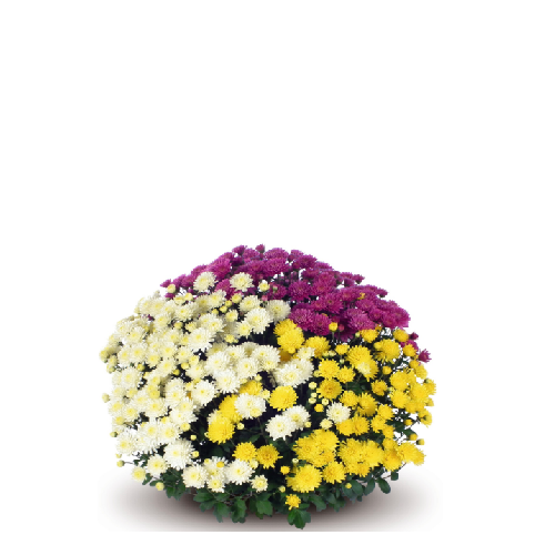 Multiflora fi 20cm mpc 02.05. = 4,49€