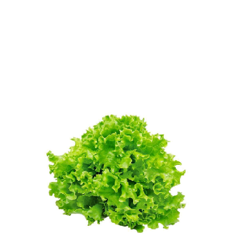 Salata kristal ili puterica kom mpc 02.05.=1,09€